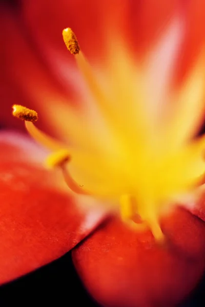 Macro Corazón Tulipán Rojo Borroso Hermosas Flores Rojas Tulipán Que —  Fotos de Stock