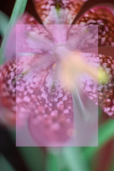 Liliaceae 속하는 현화식물의 일종인 틸리아 Meleagris 먹는다 배경에 표시를 문자가 — 스톡 사진
