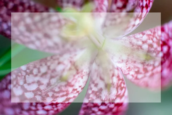 Mock Blured Fritillaria Meleagris Una Especie Planta Fanerógama Perteneciente Familia —  Fotos de Stock