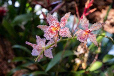 Tricyrtis bahçe orkidesi. Tricyrtis Formosana 'da muhteşem lekeler yazın sıcağında çiçek açar.