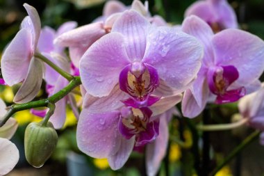 Phalaenopsis pembe orkide grubu yumuşak bulanık arkaplan. Kartlar, davetiyeler, posterler için penaenopsis çiçek tasarımı ögesi.