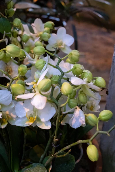 Phalaenopsis White Orchid Group Soft Blur Background Elemen Desain Bunga — Stok Foto