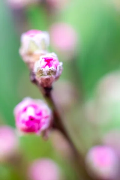 Макро Квітучі Бруньки Рожевих Вишень Прекрасна Японська Вишня Сакура Тло — стокове фото