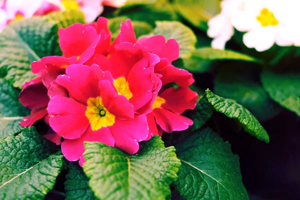 Primules Merah Merah Muda Warna Putih Bunga Bunga Dalam Pot — Stok Foto
