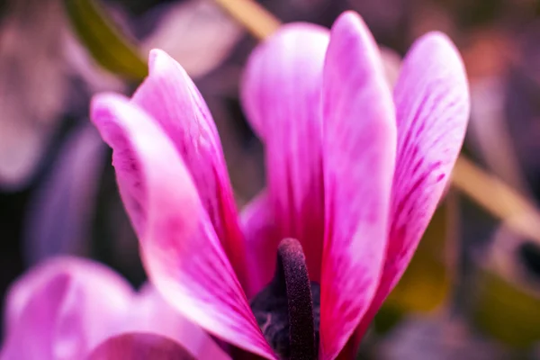 Bouquet Mise Point Sélectif Cyclamen Rose Sur Véritable Fond Carte — Photo