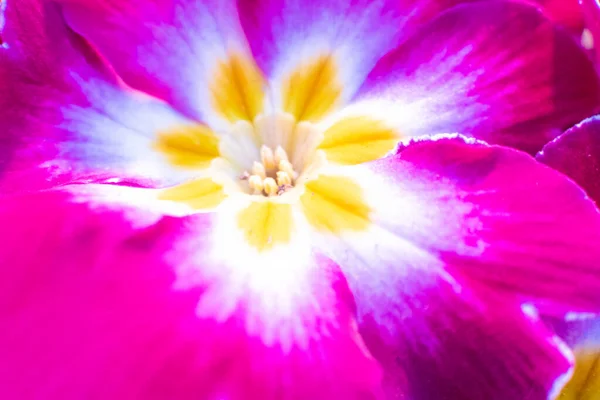 Zbliżenie Makro Czerwony Różowy Żółty Pierwiosnek Kwiaty Tło Koncepcja Wiosny — Zdjęcie stockowe