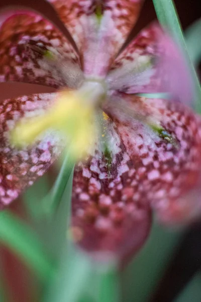 Blured Fritillaria Meleagris Uma Espécie Angiospérmica Família Liliaceae Flor Contexto — Fotografia de Stock