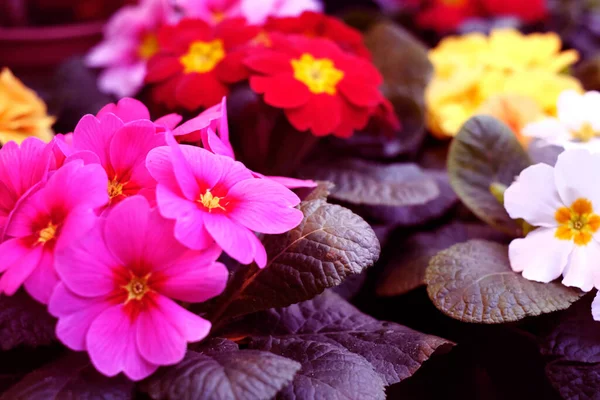 Primules of red, pink, white colors. Flowers in the pot in a cafe or restaurant for decoration in the summer. gorizontal photo