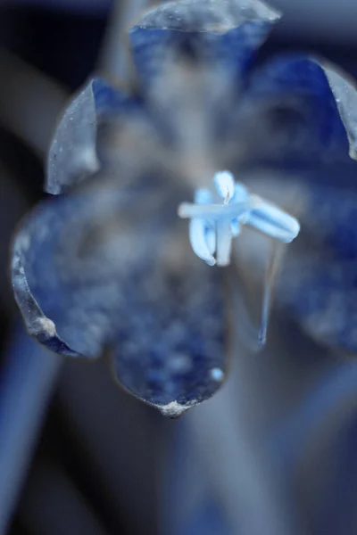 Toning Blue Fritillaria Meleagris Uma Espécie Angiospérmica Família Liliaceae Flor — Fotografia de Stock