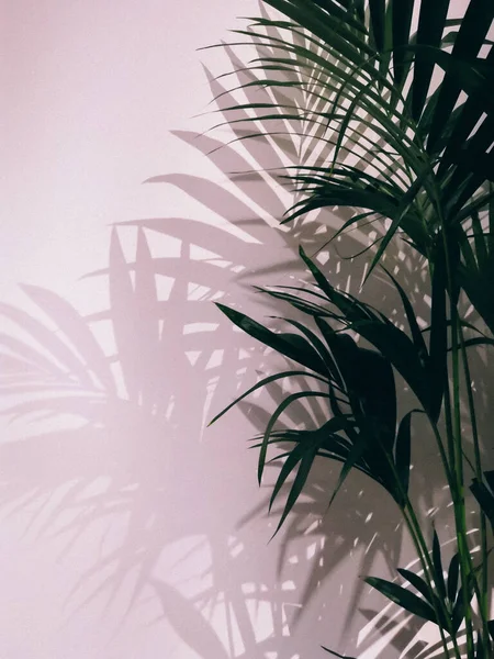 Tvrdý Stín Palmy Bílé Stěně Letní Plážové Pozadí Tropickými Palmovými — Stock fotografie