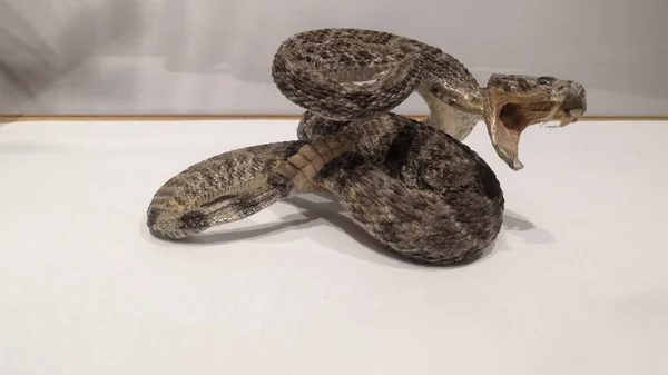 Desenfoque Cobra Yeso Rey Cobra Muda Jardín Una Especie Serpiente —  Fotos de Stock