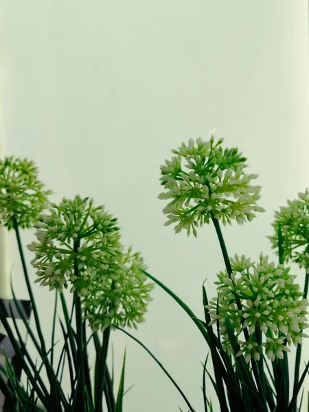 Cebolla Falsa Blanca Flores Allium Giganteum Artificiales Blancas Flor Cebolla —  Fotos de Stock