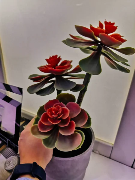 Kırmızı Renkli Sulu Taş Güller Çok Güzel Bir Echeveria Türüdür — Stok fotoğraf