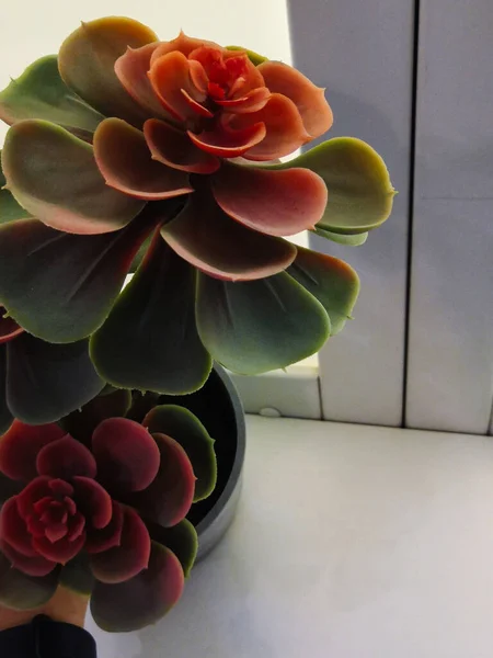 Succulents Steen Roos Met Rode Kleur Een Prachtige Echeveria Soort — Stockfoto