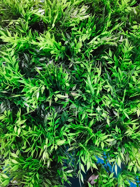 Natürlicher Grüner Hintergrund Mit Selektivem Fokus Abstrakter Hintergrund Mit Platz — Stockfoto