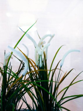 İç kısımdaki saksılarda ev bitkileri. Küçük masa ve dekoratif ev bitkileriyle aydınlık, yeni tarz oturma odası