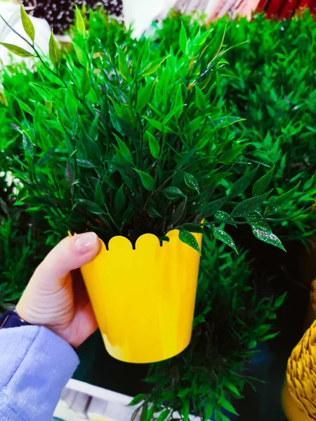 Grüne Pflanzen Einem Gelben Metallischen Topf Home Gardening Konzept Frühlingszeit — Stockfoto