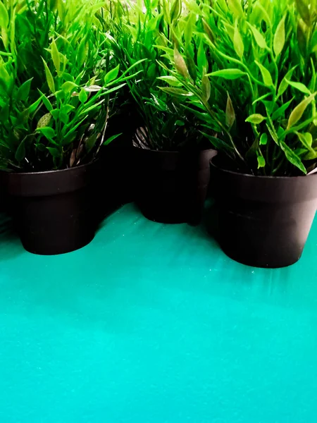 Zielone Rośliny Czarnym Garnku Koncepcja Ogrodnictwa Domowego Wiosna Stylowe Wnętrze — Zdjęcie stockowe