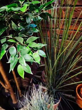 İç kısımdaki saksılarda ev bitkileri. Küçük masa ve dekoratif ev bitkileriyle aydınlık, yeni tarz oturma odası