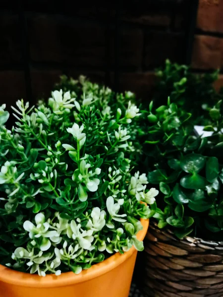 Hem Växter Krukor Det Inre Lätt Stil Vardagsrum Med Litet — Stockfoto