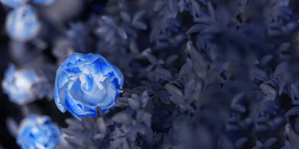 Banner Tonificado Azul Rosa Tulipa Botões Luzes Solares Brilhantes Closeup — Fotografia de Stock