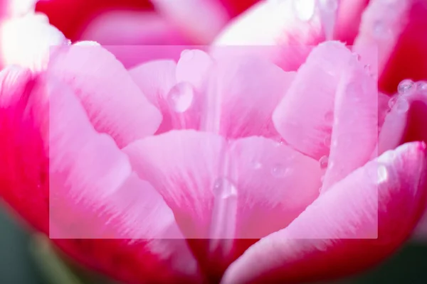 Simular Flor Tulipán Rosa Con Gotas Agua Macro Photo One —  Fotos de Stock