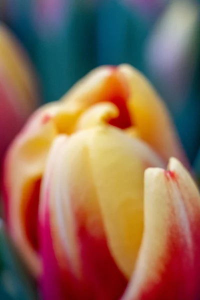 花の背景マクロ繊細な花を赤と白または黄色のチューリップ 選択的フォーカス 赤ピンクと白のチューリップマクロ — ストック写真