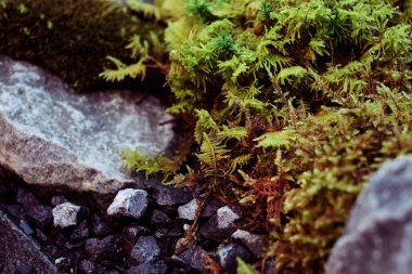 Yosun canlı kompozisyonu bir serada yetişiyor. Yosun, ormanın minyatür hali gibiydi. Metnin için boşluk