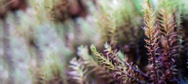 Heather göller, nehirler ve göletler boyunca kayalarda yetişir. Seçici bir odak noktasıyla, yosun ve diğer bitki örtüleri ile birlikte bitki örtüsü ve yosunlarla yaklaşın. Doğal arkaplan, metin için yer