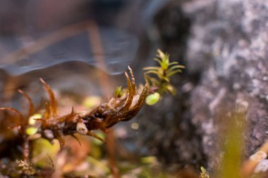 Heather göller, nehirler ve göletler boyunca kayalarda yetişir. Seçici bir odak noktasıyla, yosun ve diğer bitki örtüleri ile birlikte bitki örtüsü ve yosunlarla yaklaşın. Doğal arkaplan, metin için yer