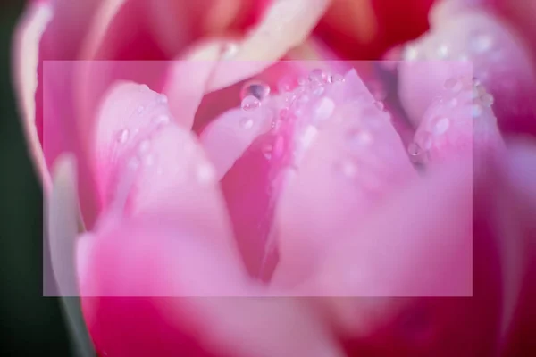 Mock up pink tulip flower with water drops,macro photo.One flower head in green field after rain,close up.Copy space