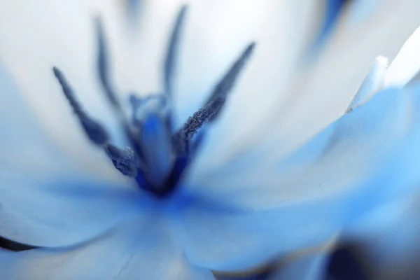 Tonificado Flor Tulipán Rosa Azul Con Gotas Agua Macro Photo — Foto de Stock