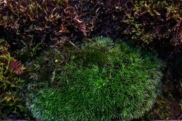 温室で成長した生きた苔の成分です モスラウンドブッシュの形で ミニチュアの森のように形成された テキストのスペース — ストック写真