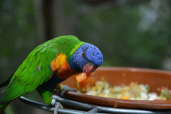 Färgstark papegoja i en djurpark. — Stockfoto