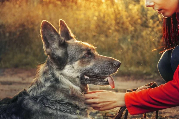 犬の散歩に太陽の下で. ロイヤリティフリーのストック画像