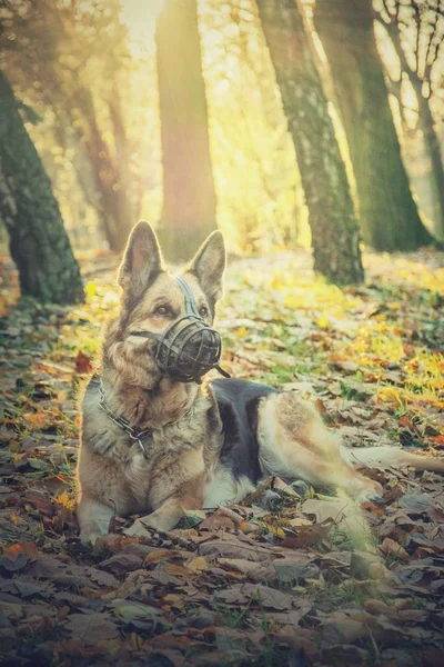 Güneşli bir günde bir katır yalancı köpek.