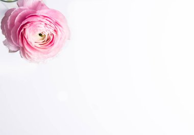 Şakayık çiçek arkaplanı