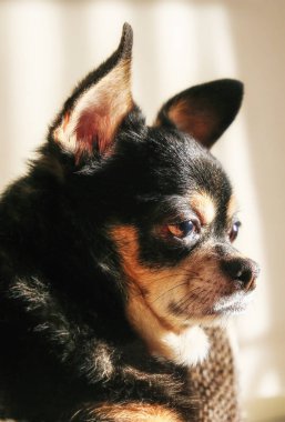 Chihuahua köpeği siyah ve ten rengi