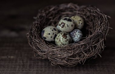 Yuvadaki kırsal bıldırcın yumurtaları 