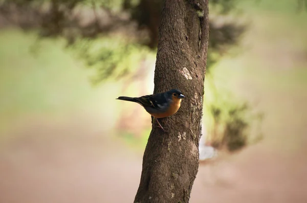 Vogel auf Ast im Wald — Stockfoto