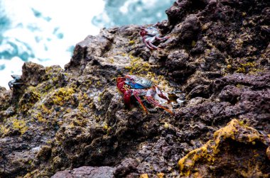 vahşi Kırmızı yengeç