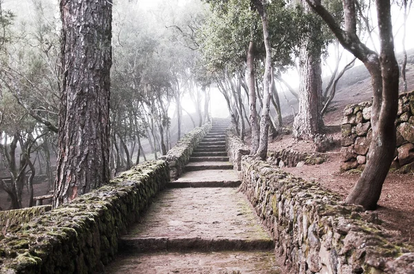 merak orman merdiven