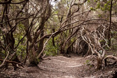 görkemli ağacı Sokağı