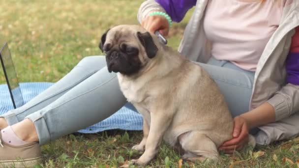 Mädchen aus nächster Nähe kämmt ihren Mops in einem Park — Stockvideo