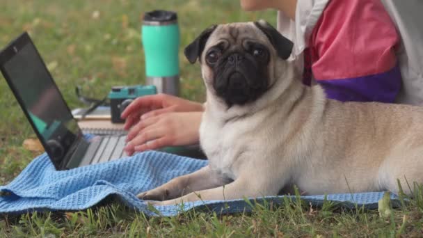 Meisje te leggen en te typen op de laptop op een grasveld met haar mopshond rond — Stockvideo