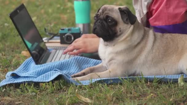 Cerca de chica acostada y escribiendo en el ordenador portátil en un césped con su pug alrededor — Vídeos de Stock