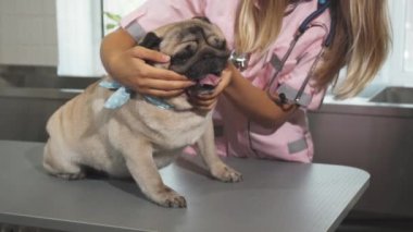 Veteriner cheking pug köpek namlu kadar olduğunu