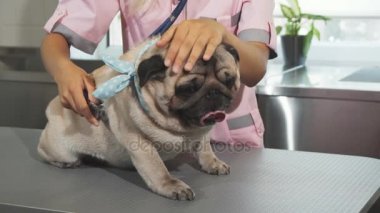 Hemşire pug köpek nefes kontrol ediyor