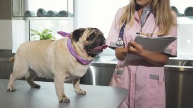 Veteriner cheking pug köpek kadar sonra notlar yapıyor