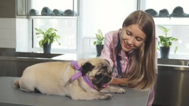 Veteriner pug köpek okşayarak